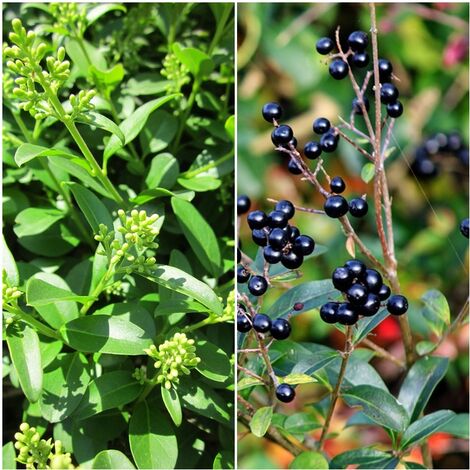 Semillas de Aligustre Com�n. Ligustrum Vulgare. 10 Gramos