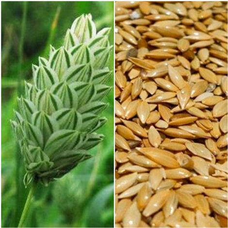 Semillas de Alpiste. Phalaris Canariensis. 250 Gramos