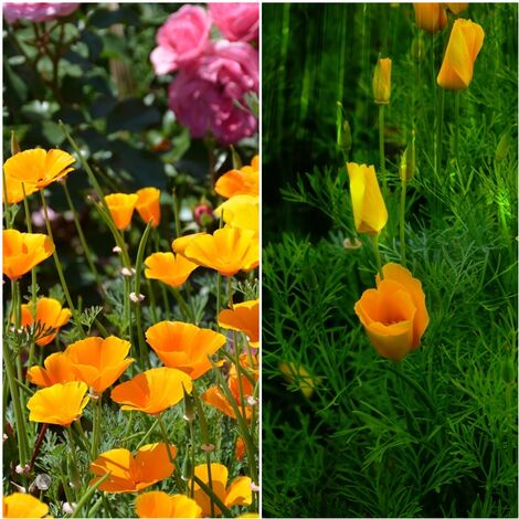 Semillas de Amapola de California. Naranja. Eschscholtzia Californica. 10 Gramos
