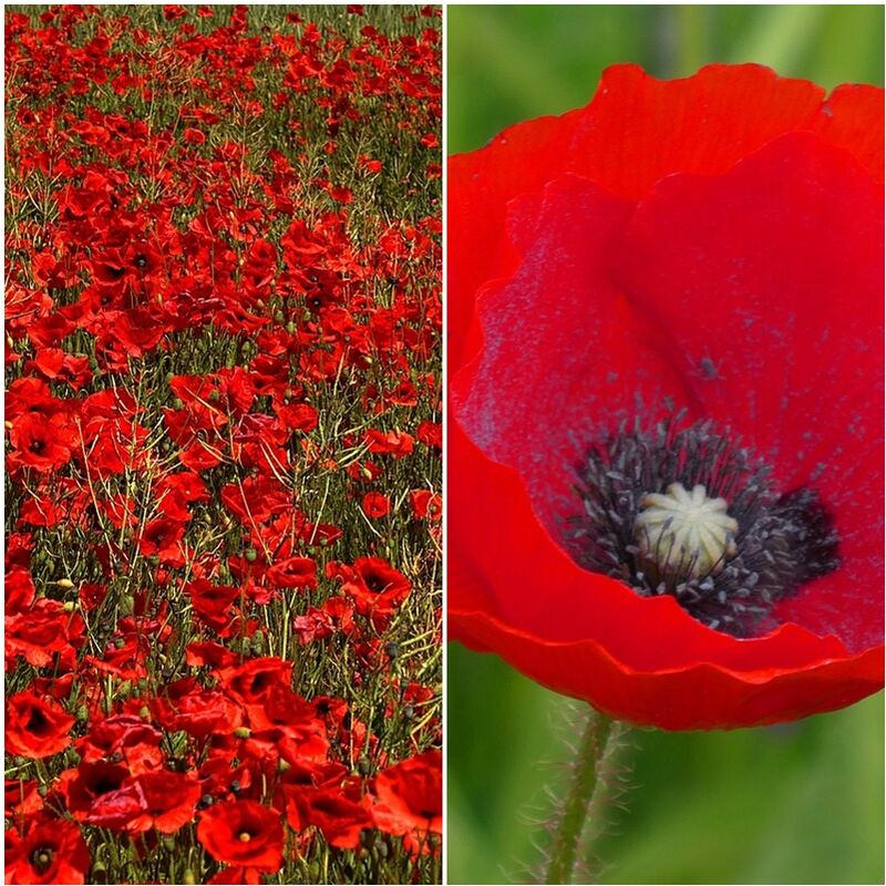 

Semillas de Amapola. Papaver Rhoeas. Ecológica