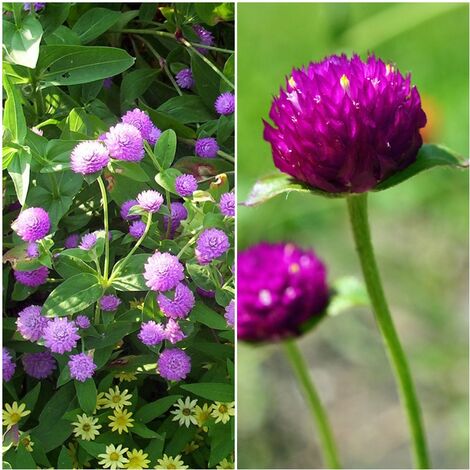 Semillas de Amaranto Globoso. Gomphrena Globosa. 10 Gramos