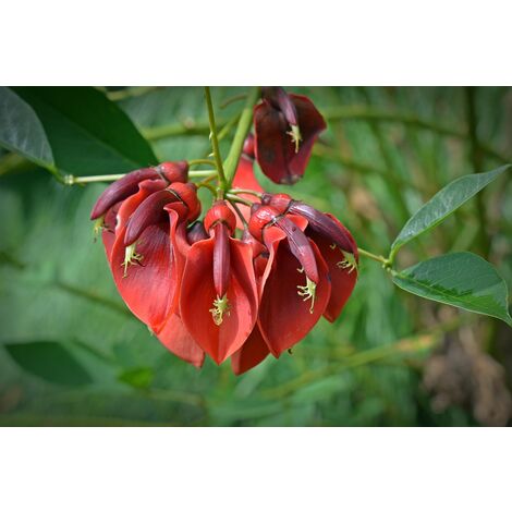 Semillas de Arbol de Chocho. Erythrina Corallodendron. 10 Gramos