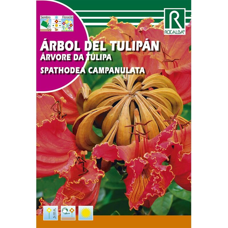 

Semillas de Arbol del tulipán Spatodea campanulata