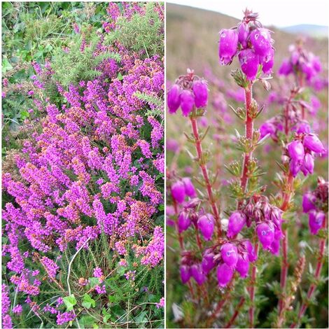 Semillas de Argo�a. Erica Cinerea. 50 Gramos