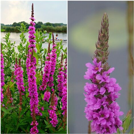 Semillas de Arroyuela. Lythrum Salicaria. 10 Gramos