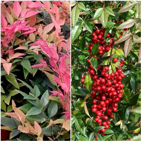 Semillas de Bamb� Sagrado. Nandina Domestica. 10 Gramos