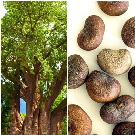 Semillas de Baobab. Adansonia Digitata. 10 Gramos