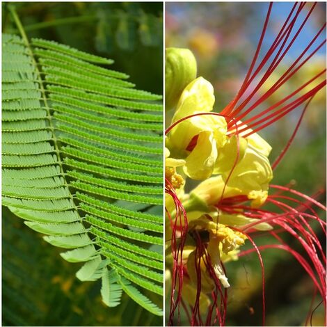 Semillas de Barba de Chivo. Caesalpinia Gilliesii. 5 Gramos