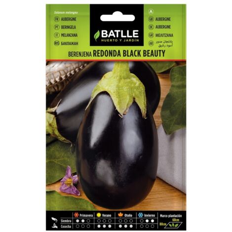 Semillas de Berenjena Redonda Black Beauty sobre