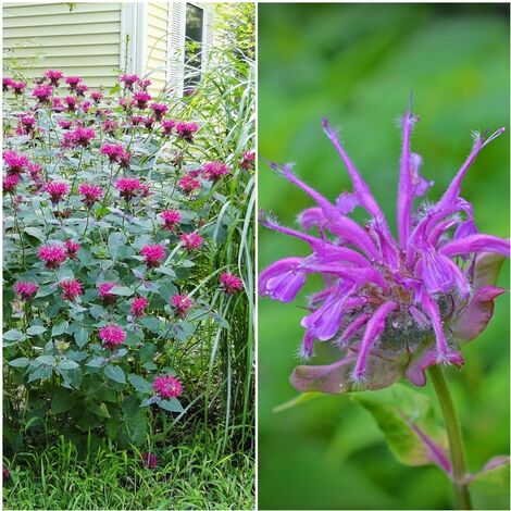 Semillas de B�lsamo Abeja Lim�n. Monarda Citriodora