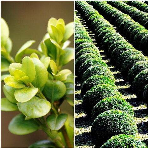 Semillas de Boj. Buxus Sempervirens. 10 Gramos