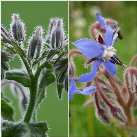 Semillas de Borraja. Borago Officinallis. 50 Gramos