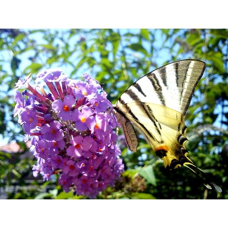 Semillas de Buddleja Davidii. Su Nectar Atrae las Mariposas. 1 Gramos