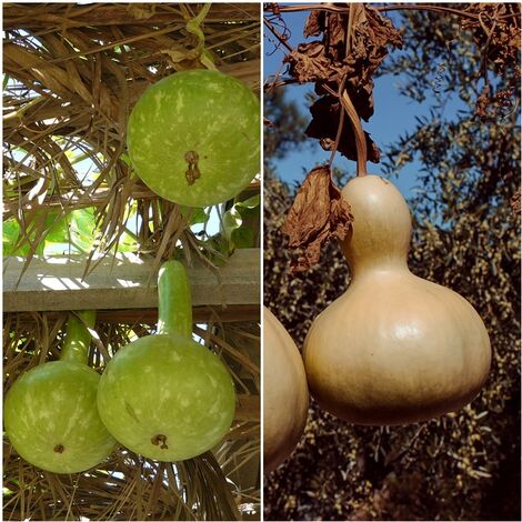 Semillas de Calabaza Nido de Pajaros. Botella. Lagenaria Siceraria. 10 Gramos