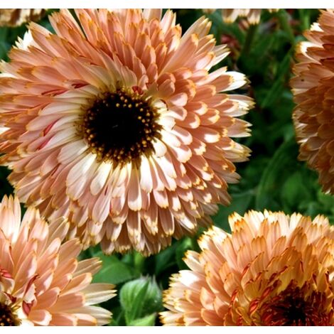 Semillas de Calendula Officinalis Touch OF RED Buff. 10 Gramos