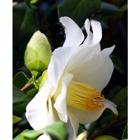 Semillas de Camelia de Aceite de T�. Camellia Oleifera. 50 Gramos