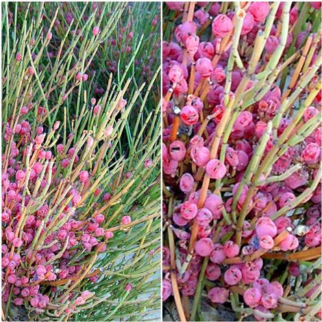 Semillas de Canadillo Ephedra Fragilis. 10 Gramos