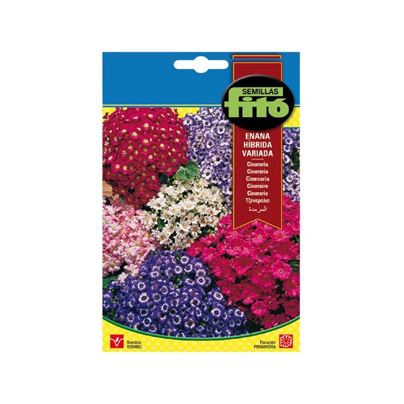 

Plantawa Semillas de Cineraria para Siembra Verano ideal para Decoración Flor para Cultivar - Fitó
