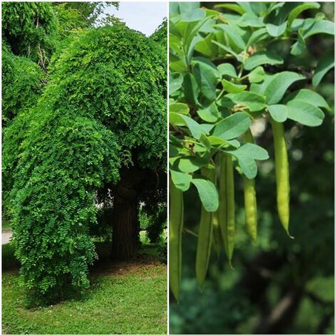 Semillas de Caragana Arborescens. 50 Gramos