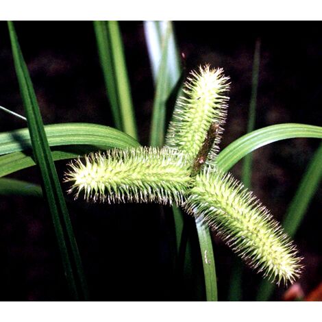 Semillas de Carex Comosa. 1000 Semillas