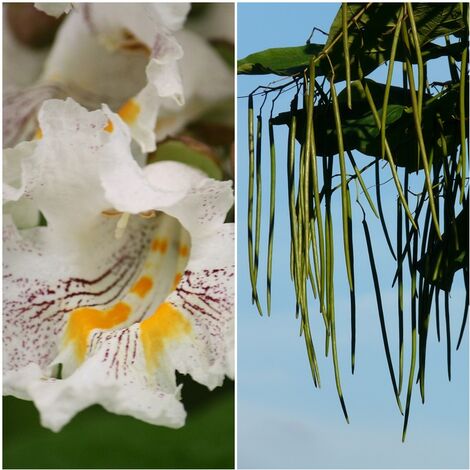 Semillas de Catalpa Bignonioides. 50 Gramos