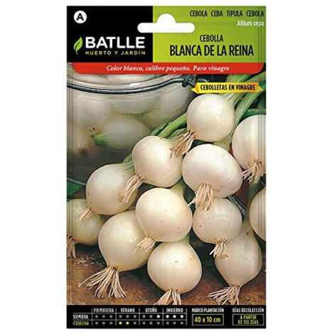 Semillas de Cebolla Blanca de La Reina sobre