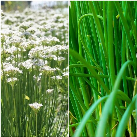 Semillas de Cebollino Chino. Allium Tuberoso. 10 Gramos