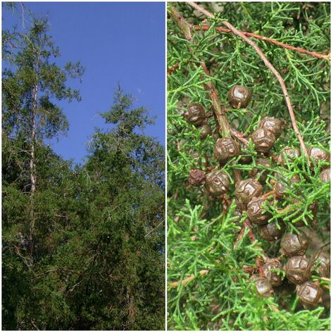 Semillas de Cedro de San Juan. Cupressus Lusitanica. 10 Gramos