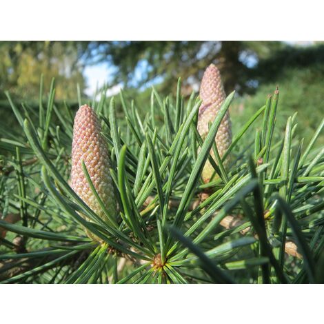 Semillas de Cedro del Himalaya. Cedrus Deodara. 10 Gramos