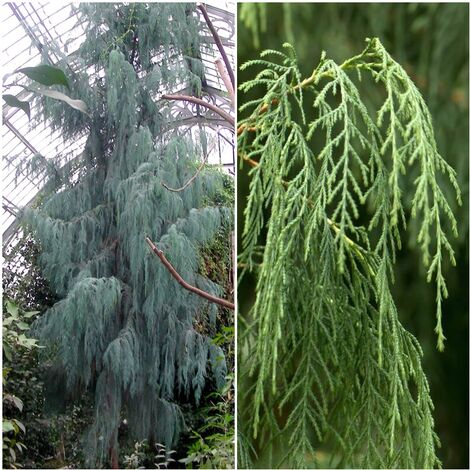 Semillas de Cipres Llor�n Cachemira. Cupressus Cashmeriana. 10 Gramos