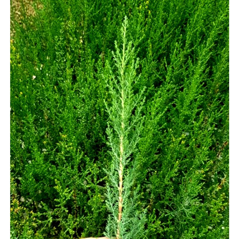 

Semillas de Cipres Mediterraneo, Cupressus Sempervirens. 50 Gramos