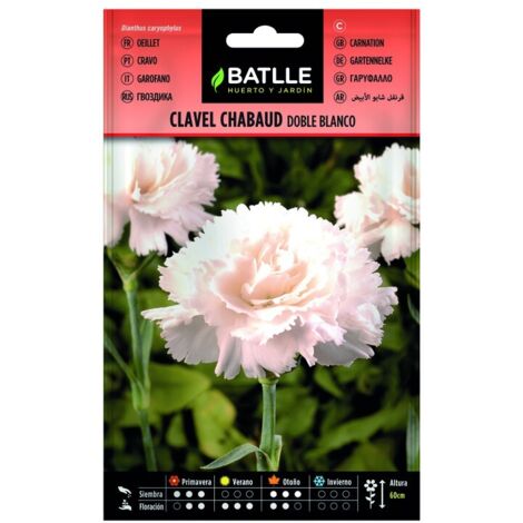 Semillas de Clavel Chabaud Blanco sobre