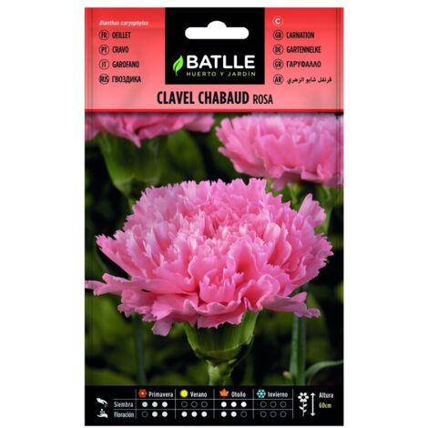 Semillas de Clavel Chabaud Rosa sobre