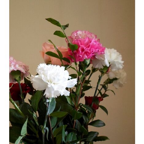 Semillas de Clavel Variado de Floristas. Dianthus Caryophyllus. 10 Gramos