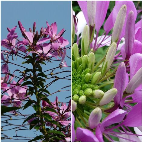 Semillas de Cleome Spinosa Rose Queen. Pata de Vaca. 50 Gramos