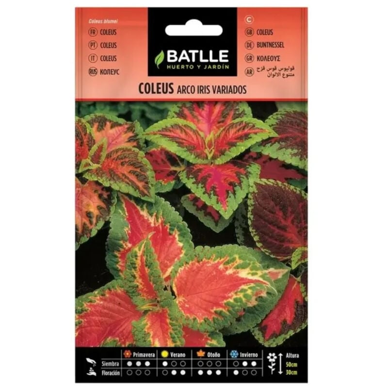 

Semillas de Coleus arco iris variado
