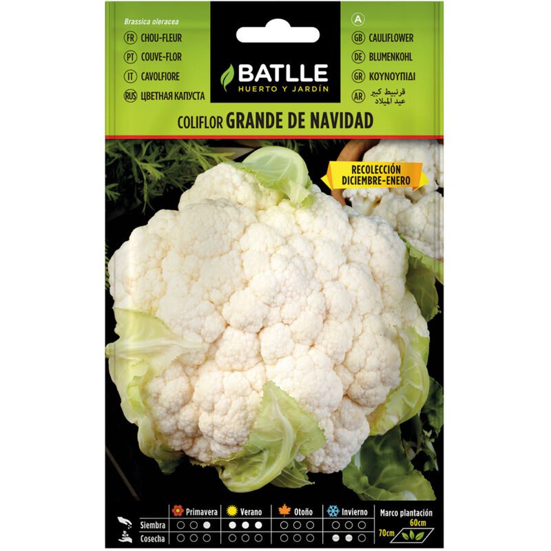 

Semillas de Coliflor Grande de Navidad