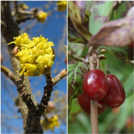 Semillas de Cornejo Macho. Cornus Mas. 50 Gramos