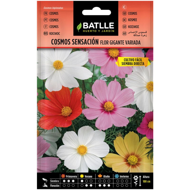 

Semillas de Cosmos sensación flor gigante