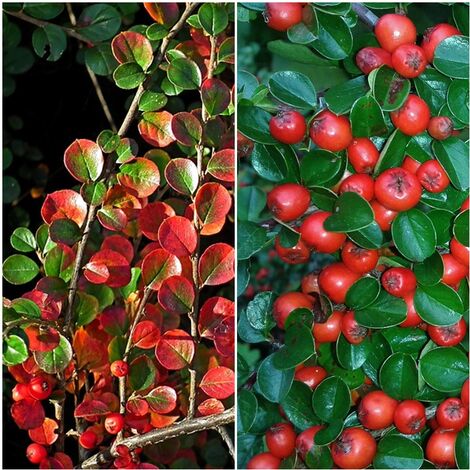Semillas de Cotoneaster Horizontalis. 10 Gramos