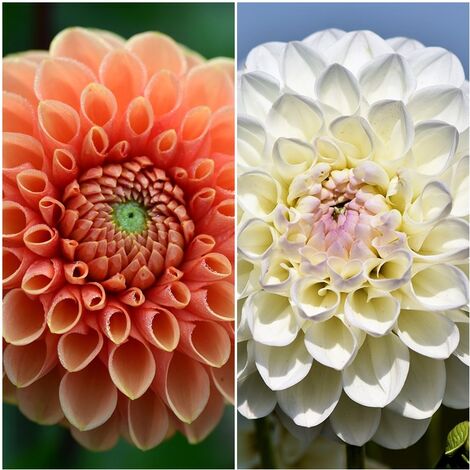 Semillas de Dalia Enana. Dahlia Variabilis. 10 Gramos