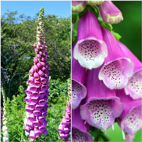 Semillas de Digitalis Purpurea. Dedalera. 10 Gramos