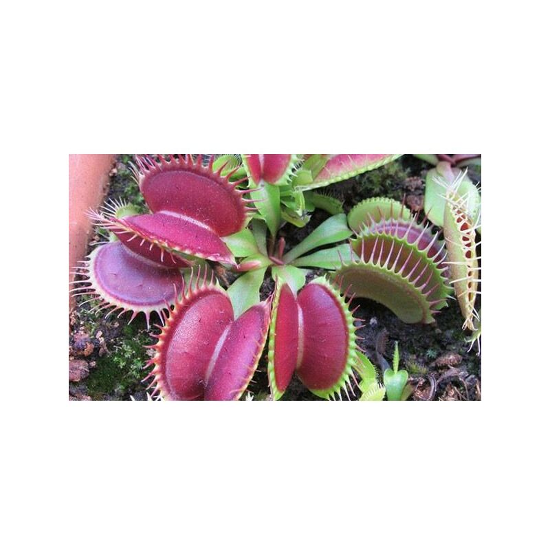 

Semillas de Dionaea B52