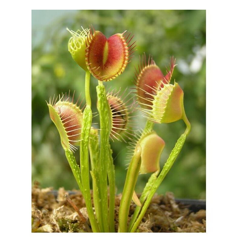 

Planeta Huerto Cultiva Tu Vida - Semillas de Dionaea Funnel Trap