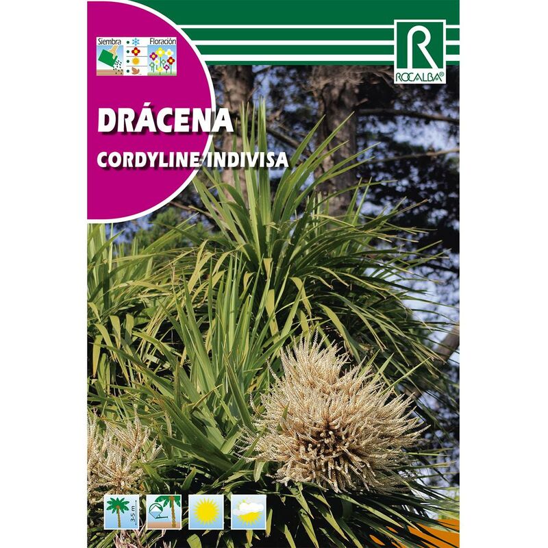 

Semillas de Dracena Cordyline indivisa
