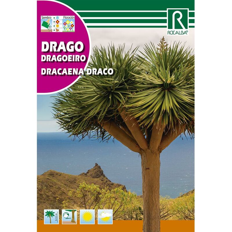

Semillas de Drago Dracaena draco