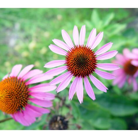 Semillas de Echinacea Purpurea. Equin�cea. 10 Gramos