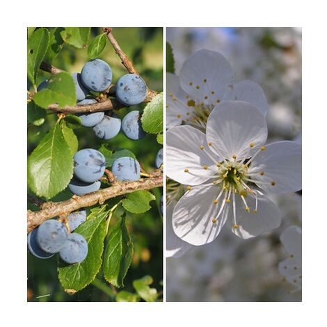 Semillas de Endrino. Prunus Spinosa. 250 Gramos