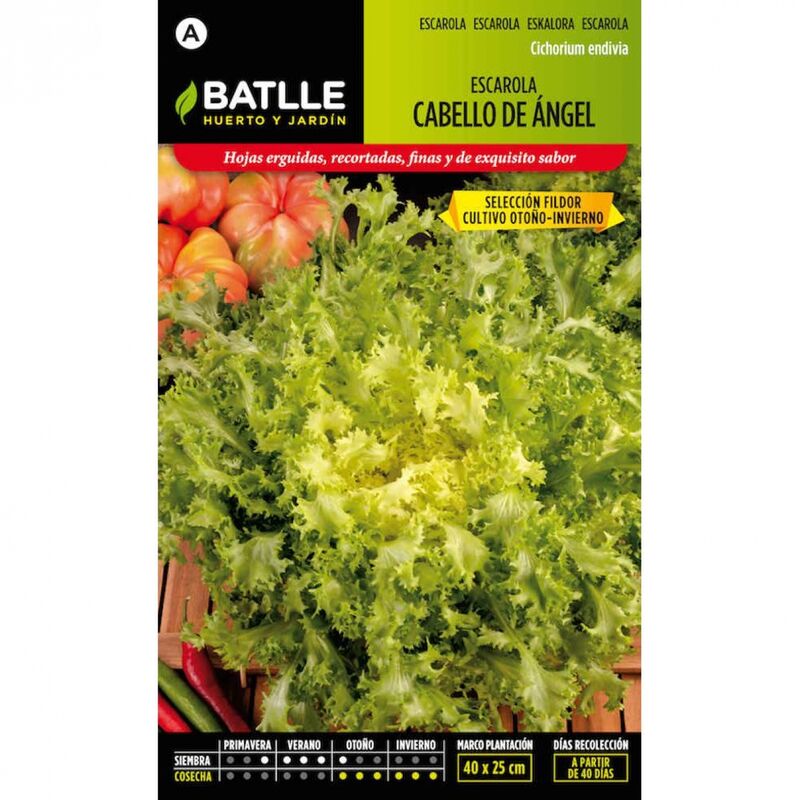 

Plantawa Semillas de Escarola Cabello de Ángel 10 gr para Siembra Verano Hortaliza para Cultivar - Battle