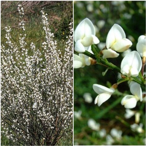 Semillas de Escoba Blanca. Cytisus Albus. 10 Gramos